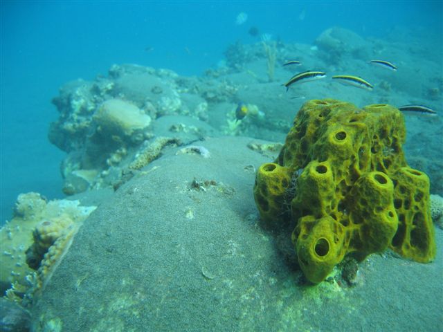 Décor aquatique